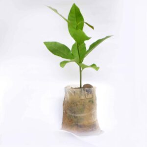 cashew seedling