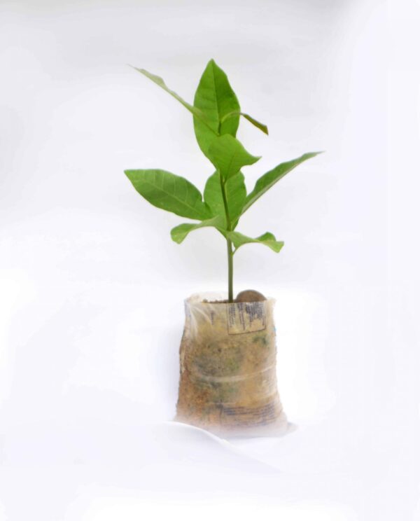 cashew seedling