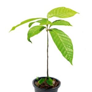 cocoa seedling