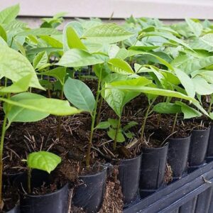 paw paw seedling in lagos
