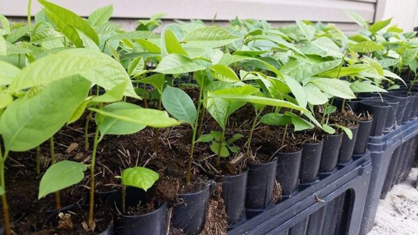 paw paw seedling in lagos