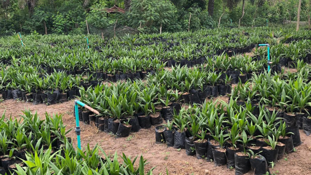 Supergene oil palm business in Nigeria