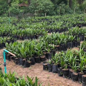 malaysia supergene oil palm seedling