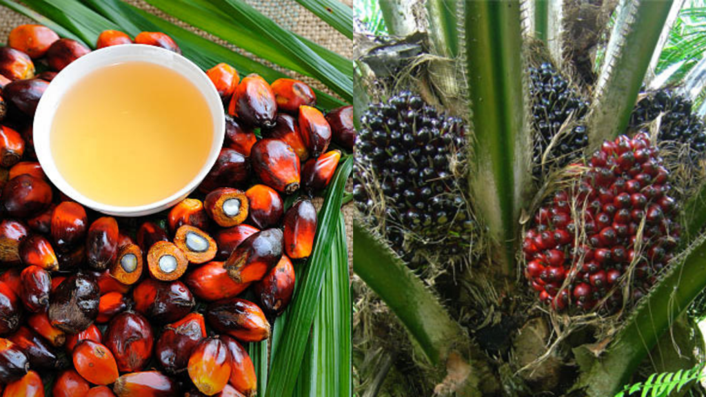 Frequently Asked Questions about Supergene Oil Palm